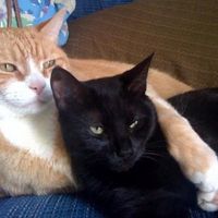 Leo N Melissa Bois's profile image