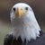 J.P. Harris's profile image