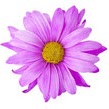 Monica Chamberlain's profile image