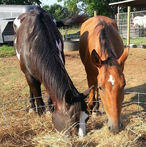ShadowFarms Equines's profile image