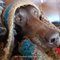 Pauline S.'s profile image