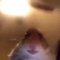 Sasha D.'s profile image
