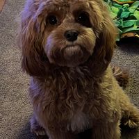 JoAnn Parente's profile image