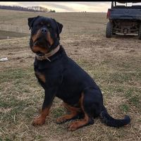 Dawn Noelle Anzelone's profile image