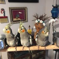 Richard BDuke's profile image