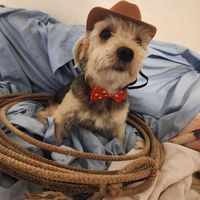 Debbie Simpson-Lewis's profile image