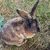 Kingelini Farm's profile image