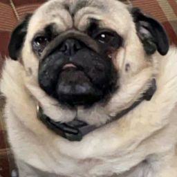 Enele Zed's profile image