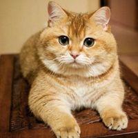 MeiMei Lu's profile image