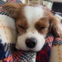 Christine Ann's profile image