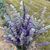 The Lavender Farm at Sutliff's profile image