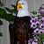 Jim Hayes's profile image