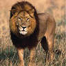 Aziz A.'s profile image