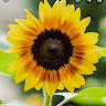 Gonzalez's profile image