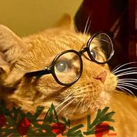 Jo Ann Jensen's profile image
