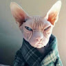 Mumakat's profile image