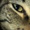 Perri S.'s profile image