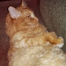 Sheryl's profile image