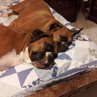 Deborah Battcher Tucker's profile image