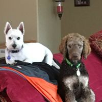 Ellen Rivard's profile image