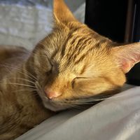 Sandy Altman Schaffer's profile image