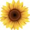 Kathy T.'s profile image
