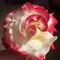 Lisa D.'s profile image