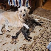 Frannie Hammett's profile image