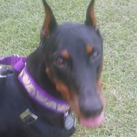 Lydia Schumann's profile image