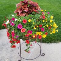 Gail Hamann Aumann's profile image