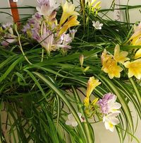 Debbie Herman Dumanis's profile image