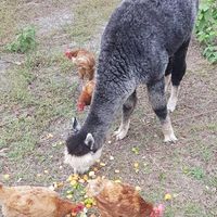 Sandra Hall's profile image