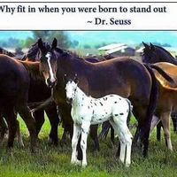 Tom Adams's profile image