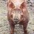 Cynthia Timberlake Hansen's profile image
