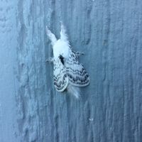 Cheri Lerew's profile image