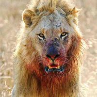 Sergio Leon's profile image