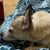 Mona Fox's profile image