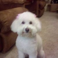 Diane Pruett's profile image