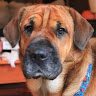Phyllis S.'s profile image