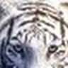 Frances C.'s profile image