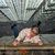 Samantha Thomas Doan's profile image