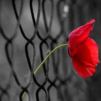 Shannon Jae Miller's profile image