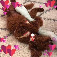 Lynn Dunker Furderer's profile image