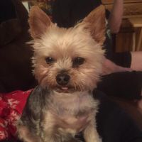 Sue Ward's profile image