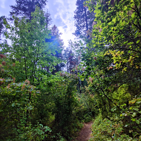 Ion Dina's profile image