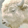 Ross B.'s profile image
