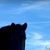 Melissa Mellen's profile image