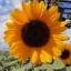 Kathrynmccain16's profile image