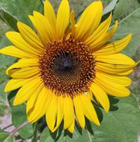 Carole Seegraves's profile image
