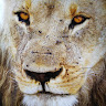 Nanni's profile image